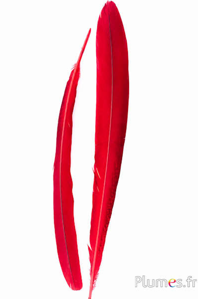Pauw paars - 45-52 cm - rood